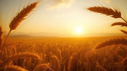 Golden sunset over a field of grain, the warm light of the sun shining through the stalks of wheat