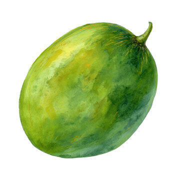 Watercolor painting of fresh ambarella fruit on transparent background