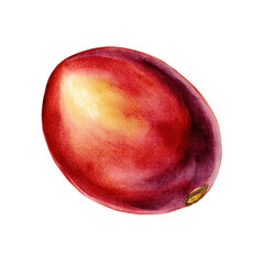 Fototapeta premium Watercolor painting whole tamarillo isolated transparent