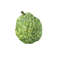 Obraz premium Hand-painted watercolor ripe sugar apple isolated transparent