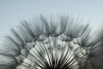 Dandelion seed head silhouetted against dramatic sunset sky. Warm glowing horizon with dark clouds creates poetic, peaceful, and dreamy atmosphere. Perfect for nature, wellness, or inspiration.