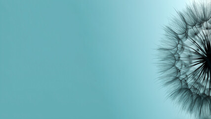 Dandelion seeds in extreme close-up against turquoise background . Soft textures, airy lines, and minimalist natural background for creative design.