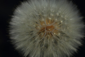 Macro close-up of fluffy dandelion seed head against dark background. Elegant contrast highlights delicate texture and airy structure. Perfect for nature, wellness, or minimalist designs.