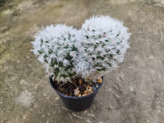 Cactus, Woolly Mammillaria