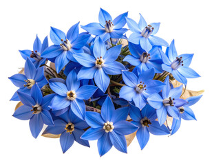 Vintage Star Flower Embellishment for Label Design, Transparent PNG.