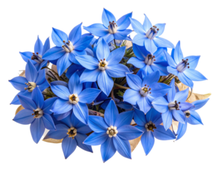 Vintage Star Flower Embellishment for Label Design, Transparent PNG.