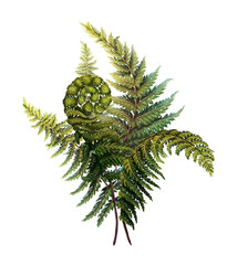Bouquet of fern branches. Botanical illustration. Bush of medicinal forest plants. Print with beautiful leaves © Viktoriia Holovko
