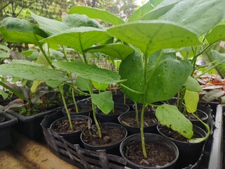 young tomato seedlings