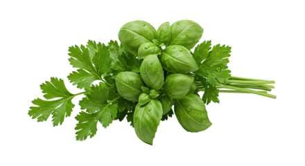 Fresh basil and parsley bunch glistening with water droplets close up view