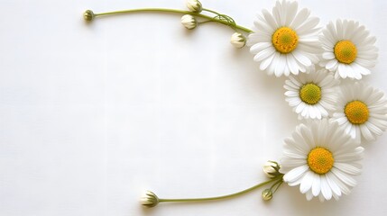 Elegant White Daisies Floral Arrangement on White Background