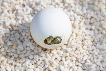 Centrochelys sulcata hatching from egg.