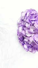 Lavender Hydrangea on White Background