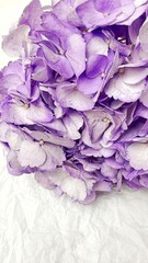 Lavender Hydrangea on White Background