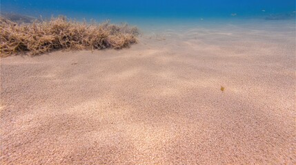 Underwater scene showcasing sandy ocean floor with seaweed and clear blue water above