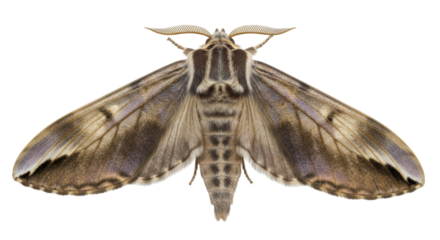 Isolated Brown Moth