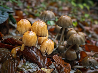 Close-up of young ink cap mushrooms (Coprinellus sp.) growing among wet leaves in the Bükk Mountains, Hungary.