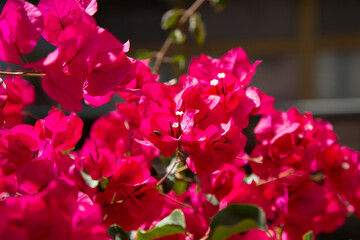 Close-up of vibrant pink bougainvillea flowers with a fly resting on a petal. Natural light highlights delicate bracts and small white blossoms. Macro photo of tropical plant in bloom.