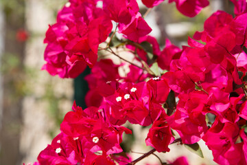Vivid pink bougainvillea flowers in full bloom under natural sunlight. Close-up of ornamental shrub...