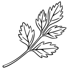 A vector illustration of a single sprig of cilantro, meticulously detailed with bold black lines against a white background, showcasing its unique leaf structure and elegant simplicity.