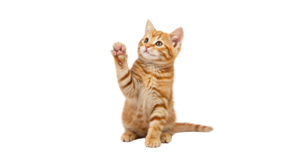 cat say hi raise hand up cut out