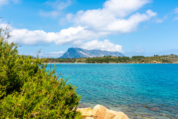 Green plants by the sea in Cala Brandinchi shore