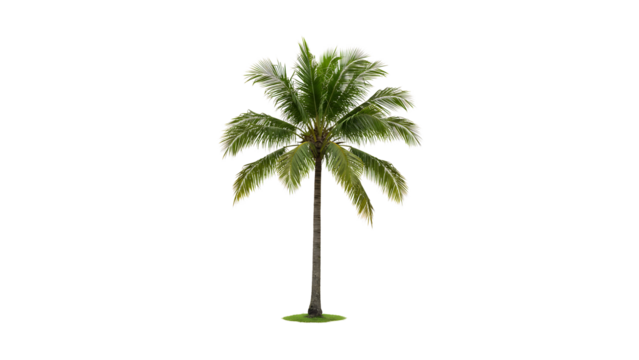 The image shows a tall palm tree with green leaves. The tree is isolated on a transparent background.