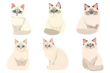 Set of Cute Ragdoll Cats Vector Illustration Collection in Different Poses Sitting Pet Animal Graphic Elements for Cat Lovers and Kids Design
