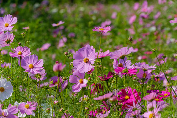 陽光に輝く満開の秋桜畑