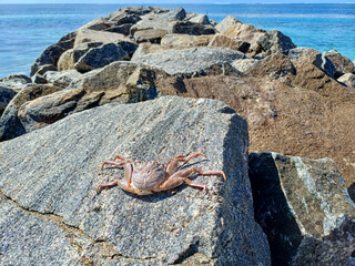 A solitary brown crab perched on a rough, gray rocky outcrop, with the vibrant blue ocean and a clear horizon stretching in the backdrop, denoting coastal wildlife, resilience, coastal ecosystems 