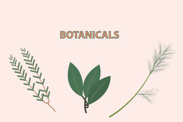 Botanicals collection, vector illustration design background