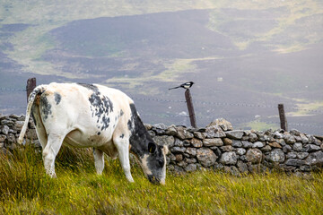 A Spotted Cow Grazing by an Ancient Stone Wall in Misty Hills