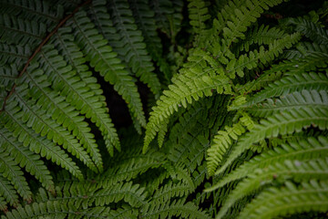Beautiful Botanical Pattern of Fresh Green Fern Leaves in Nature