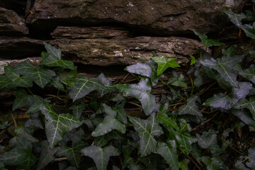 Dark Green Ivy Leaves Growing on an Old Textured Stone Wall