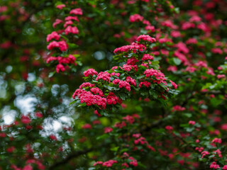 Crataegus rubra Plena is blossom in spring garden
