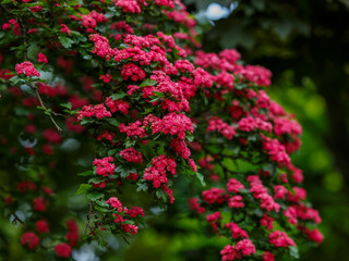 Crataegus rubra Plena is blossom in spring garden. Natural wallpaper
