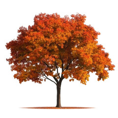 autumn tree vector