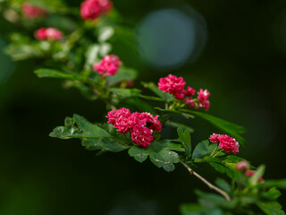 Crataegus rubra Plena is blossom in spring garden