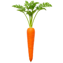 A fresh orange carrot with vibrant green leaves