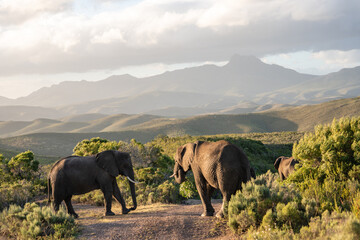 Elefantenfamilie in s&uuml;dafrikanischem Wildreservat