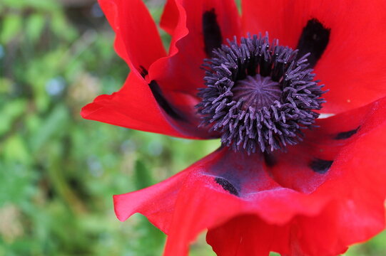 Close-up of red poppy with purple stamen 2 - Powered by Adobe