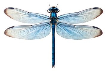 Blue dragonfly with delicate wings in close-up, isolated on a white background, perfect for showcasing this beautiful insect of nature