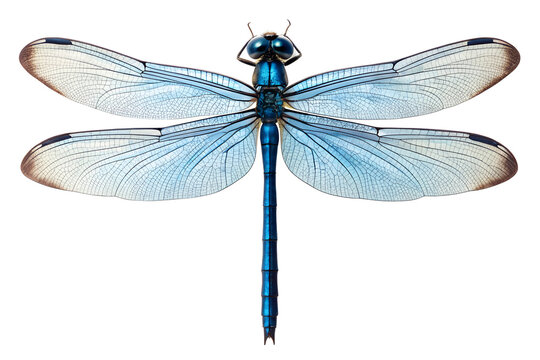 Blue dragonfly with delicate wings in close-up, isolated on a white background, perfect for showcasing this beautiful insect of nature