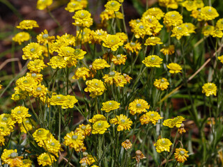 Buttercup caustic (lat.Ranunculus acris) or Buttercup or night blindness in bloom
