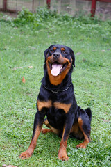 A dog standing on the lawn
