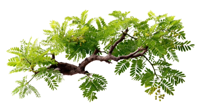 This combines the details from your sentences and tags into one natural, easy-to-understand description, without using a colon Let me know if you’d like more options!