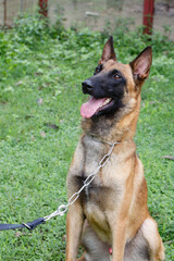 A dog standing on the lawn
