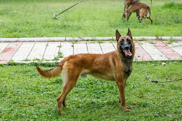A dog standing on the lawn
