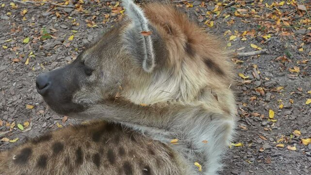 Close up of the head of a hyena, resting in shaded dirt.