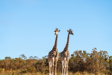 Giraffenpaar im südafrikanischen Wildreservat