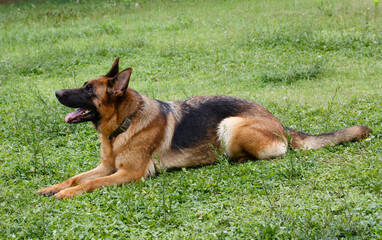 A dog standing on the lawn
